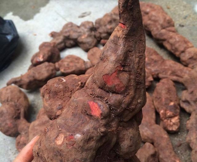 1kg hà thủ ô đỏ tươi