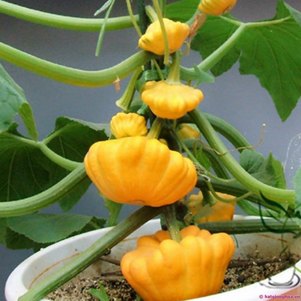 Hạt Giống Bí Đĩa Bay Vàng
