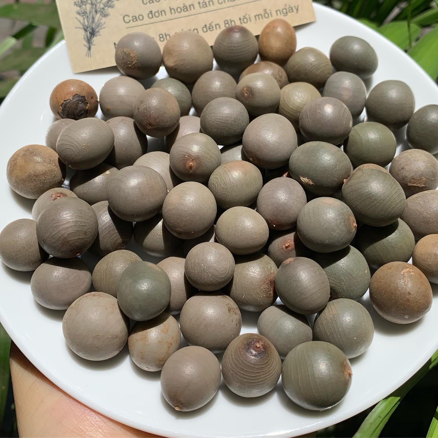 HẠT MÓC M.ÈO 100GRAM