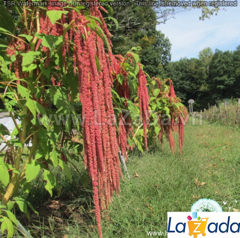 1Gr 1700 Hạt Hạt Giống Hoa Tassel (C5.201| -KD: B38*V24*M199)