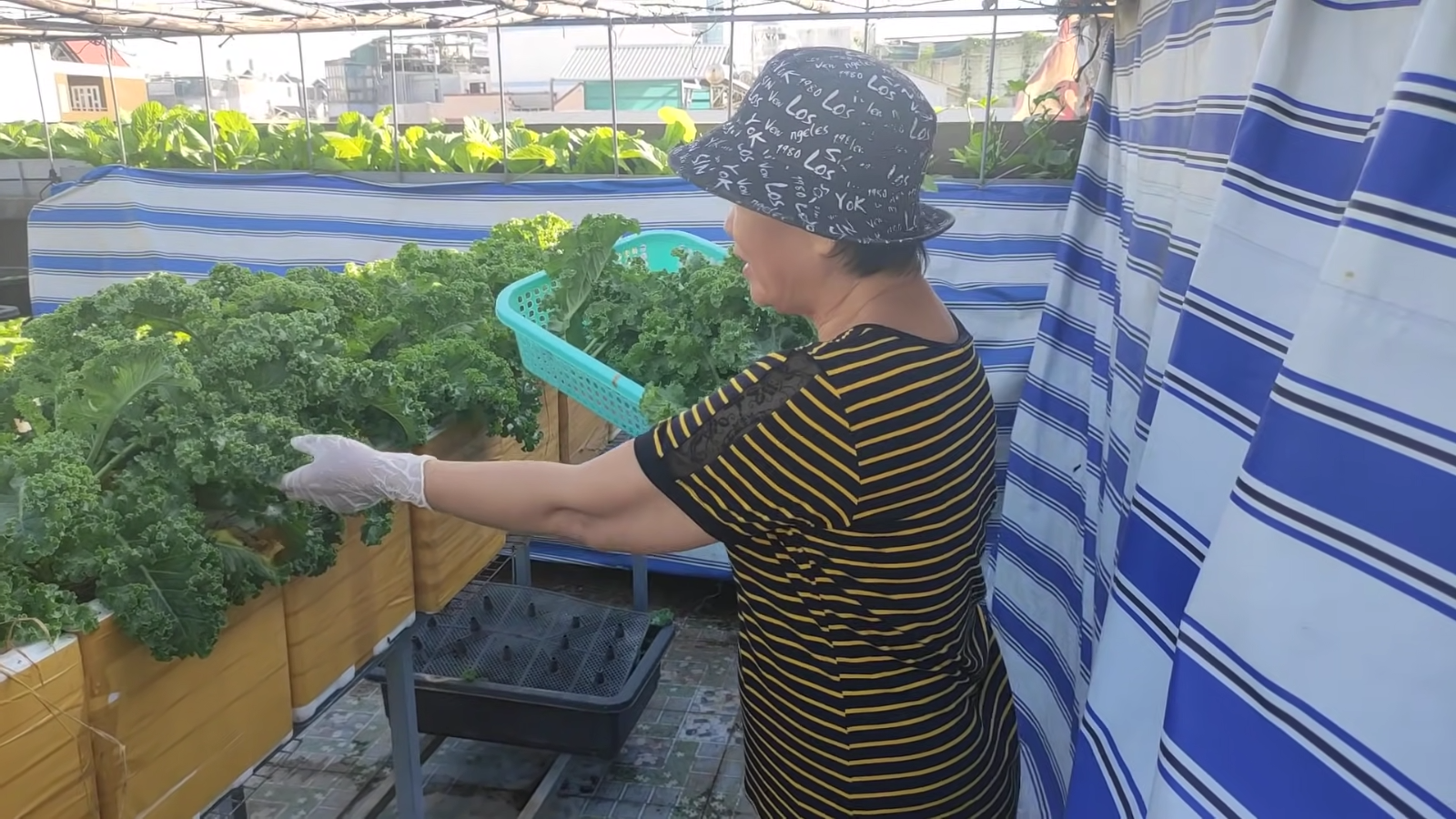 [HCM] Cải xoăn Kale Việt Thái 2g
