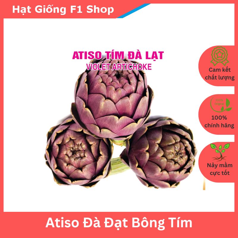 Hạt Giống Atiso Đà Lạt Tím Cụm Hoa Lớn