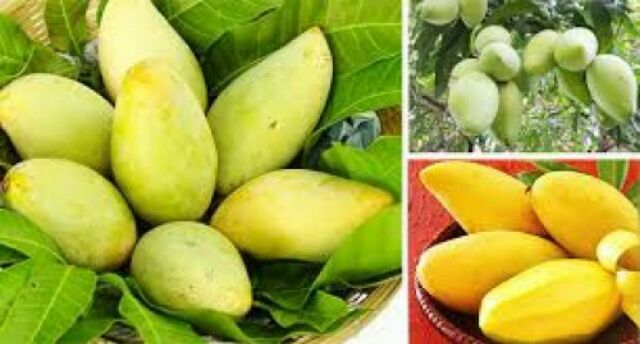 Cây xoài cát hòa lộc