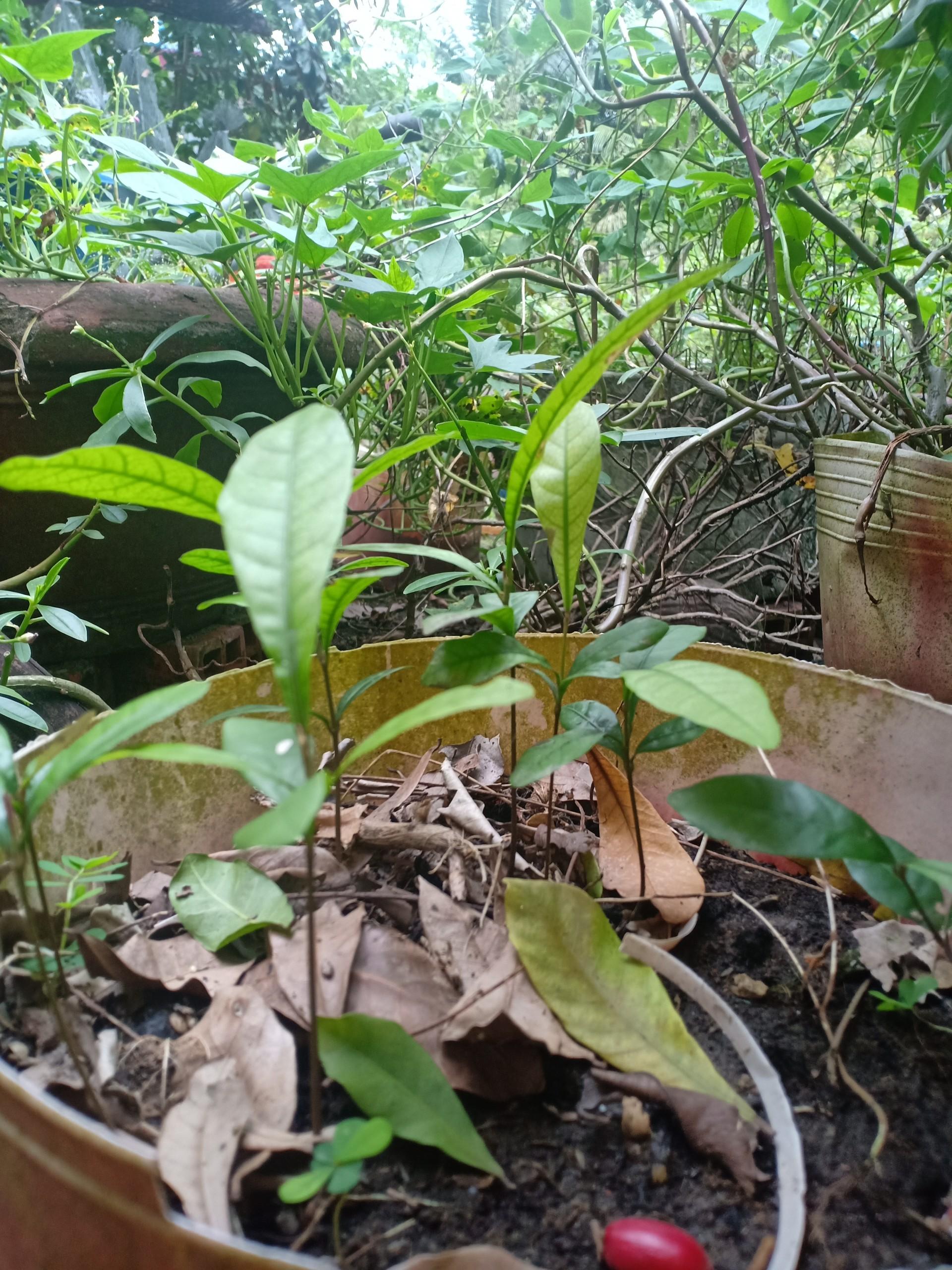 Combo 3 cây thần kỳ 10cm
