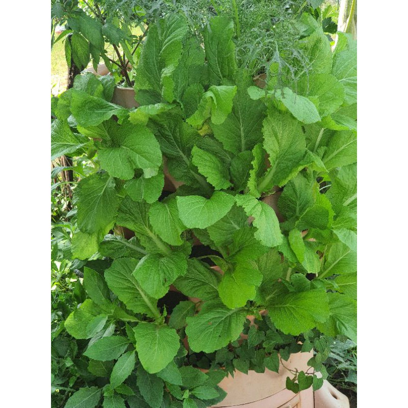 2Kg Phân Trùn Quế Nguyên Chất _
