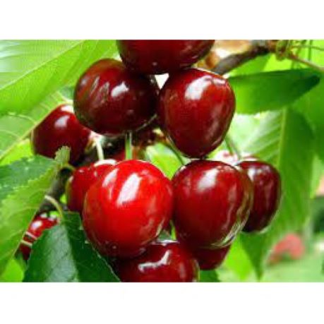 10H - #Hạt_Giống_Quả_Cherry (Tặng kèm kích mầm phân bón)