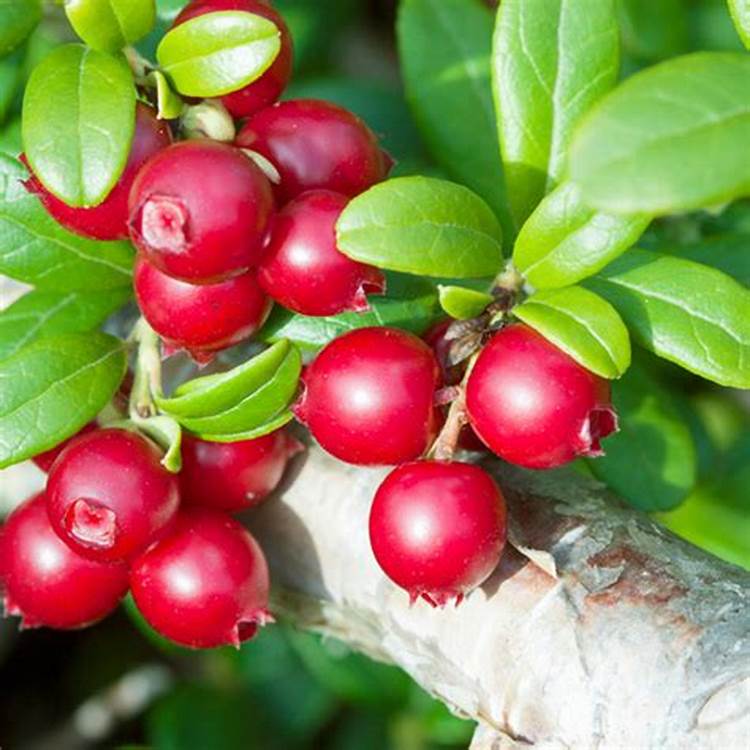 Hạt giống việt quất đỏ siêu ngọt - dễ trồng, siêu ngọt