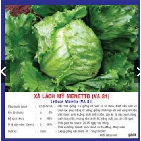 Hạt Giống Xà Lách Mỹ