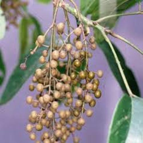 CÂY NHỘI GIỐNG
