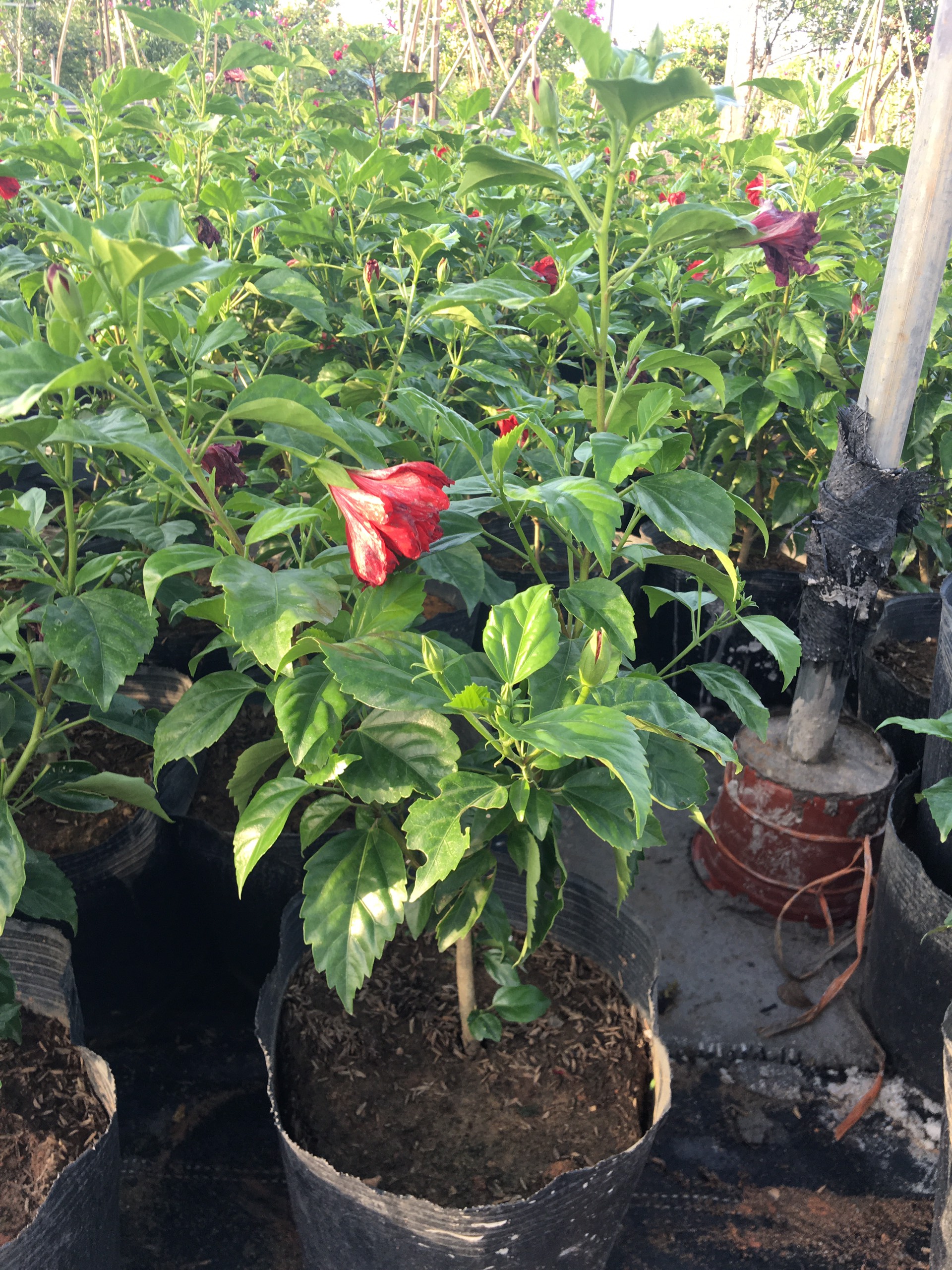 Hoa dâm bụt kép đỏ cao 45-50cm