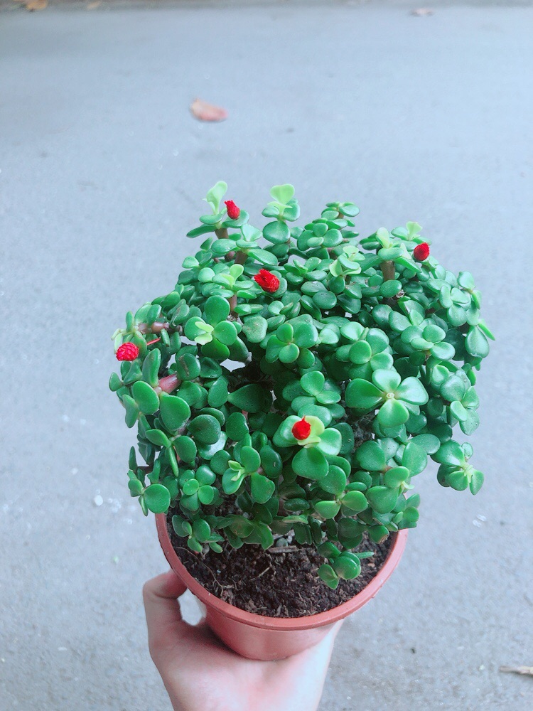 Cây Cành Vàng Lá Ngọc Thân Cổ Thụ
