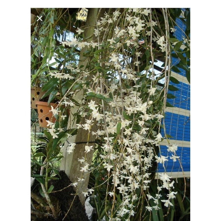 Hoa Lan bạch câu cực thơm(1 khóm)