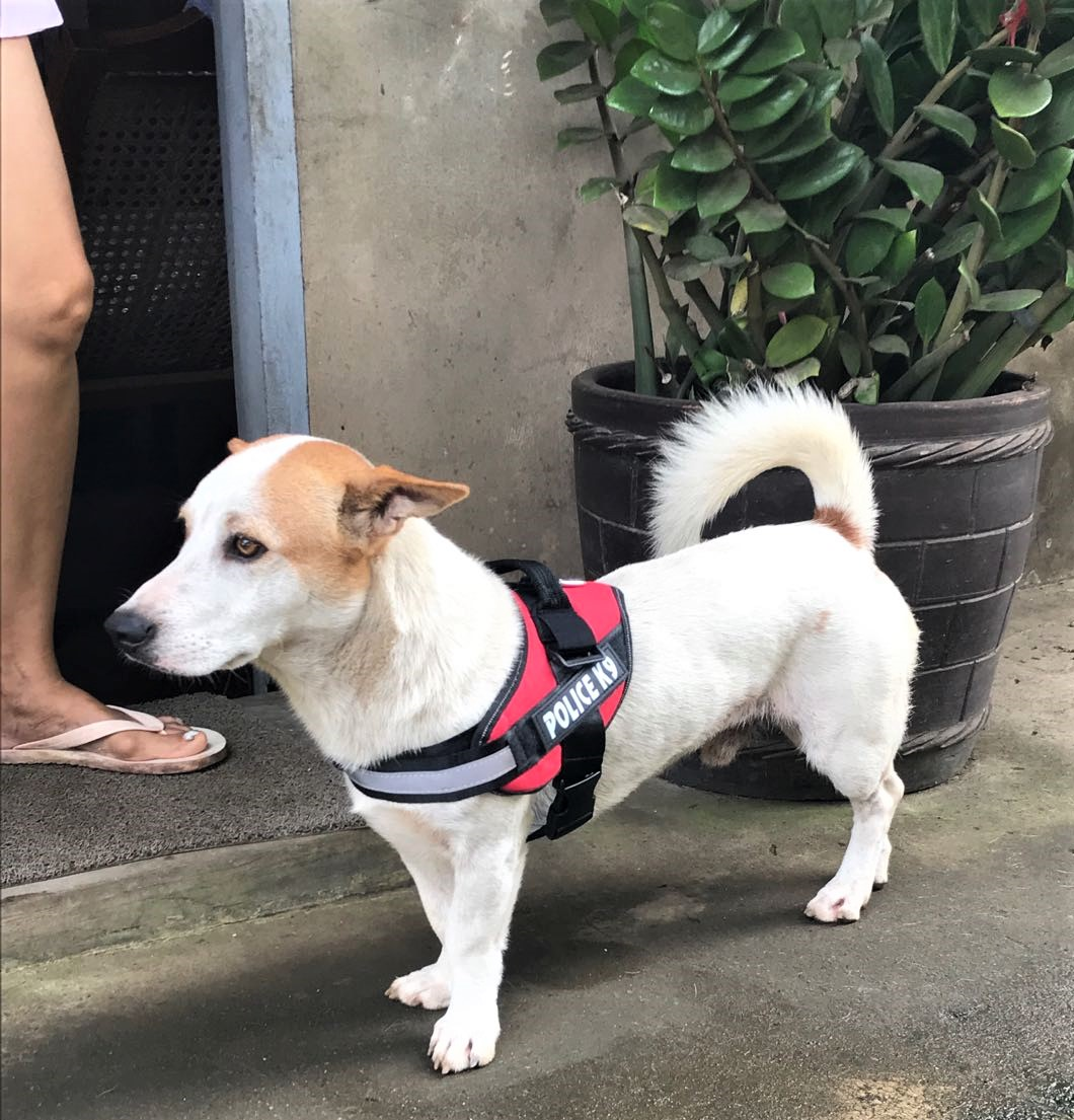 Đai yếm ngực cho Chó poli.ce K9 (không kèm dây dắt) - Love pets shop