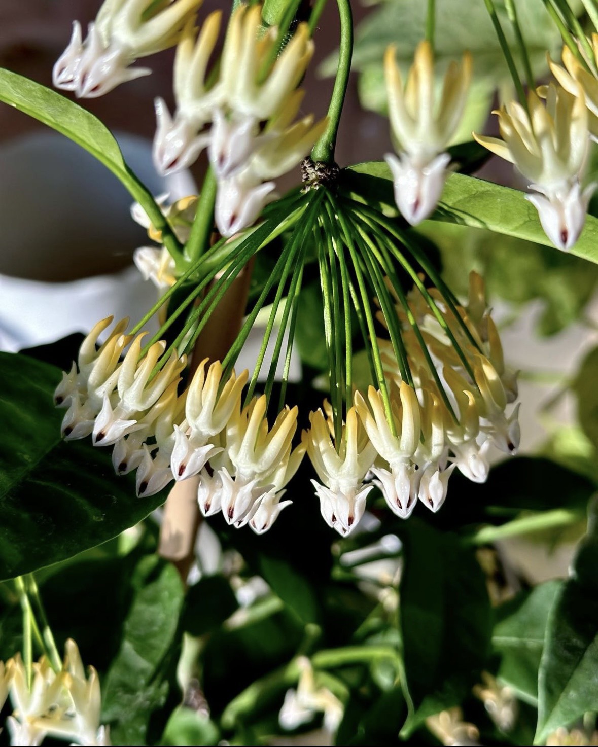 Cẩm cù Hoya Multiflora - Cẩm cù hỏa tiễn