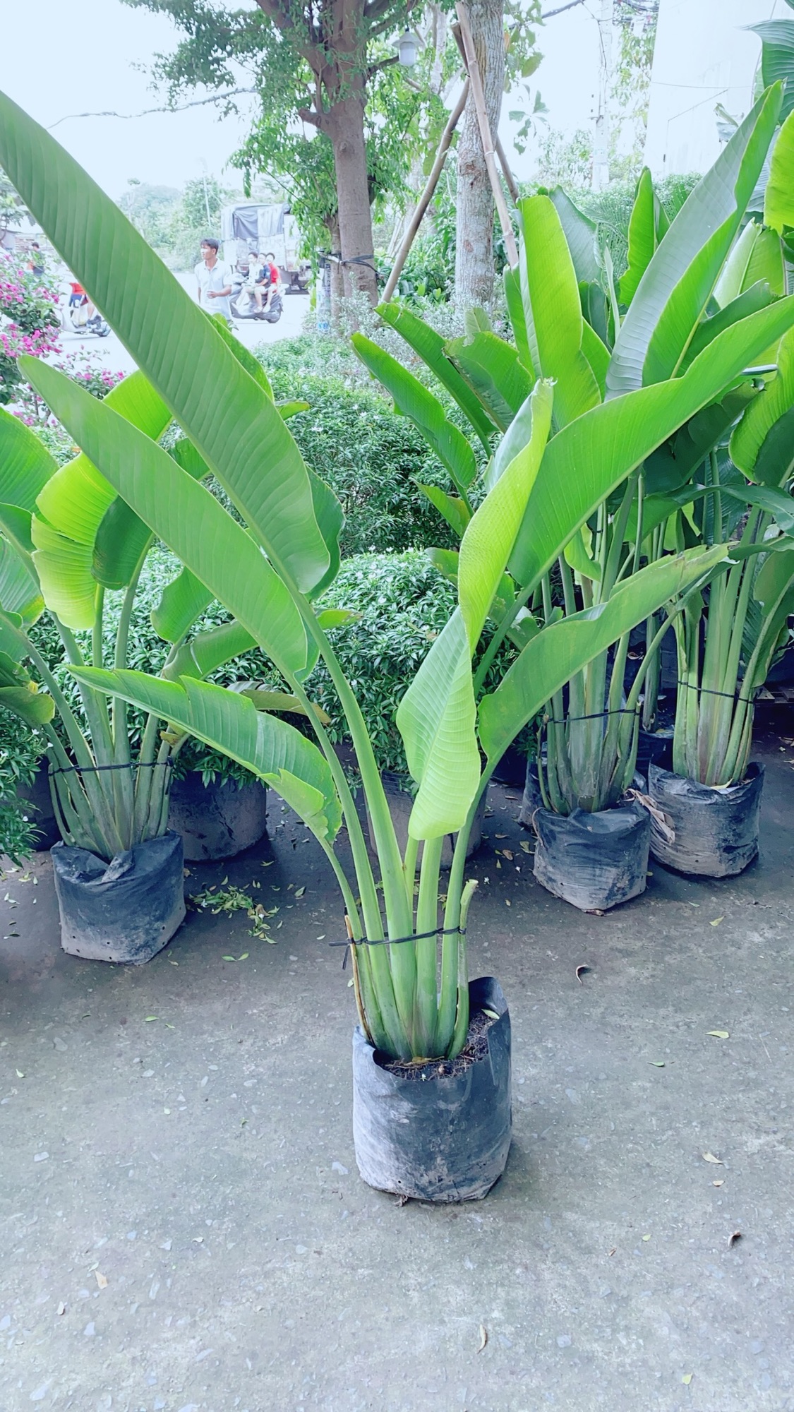 [HCM]Cây Chuối Rẻ Quạt (chỉ giao hoả tốc)