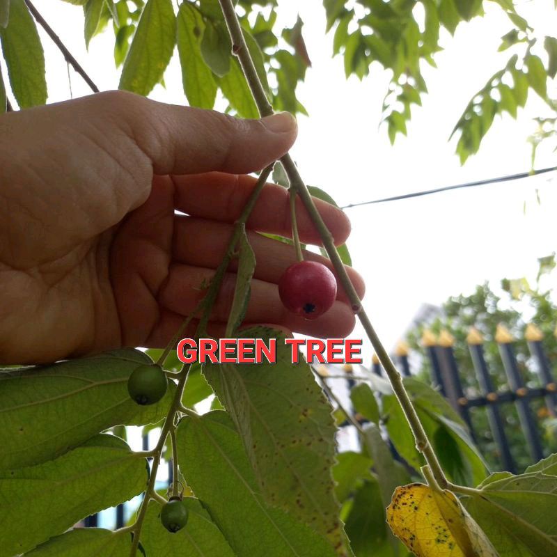 1 cây giống trứng cá