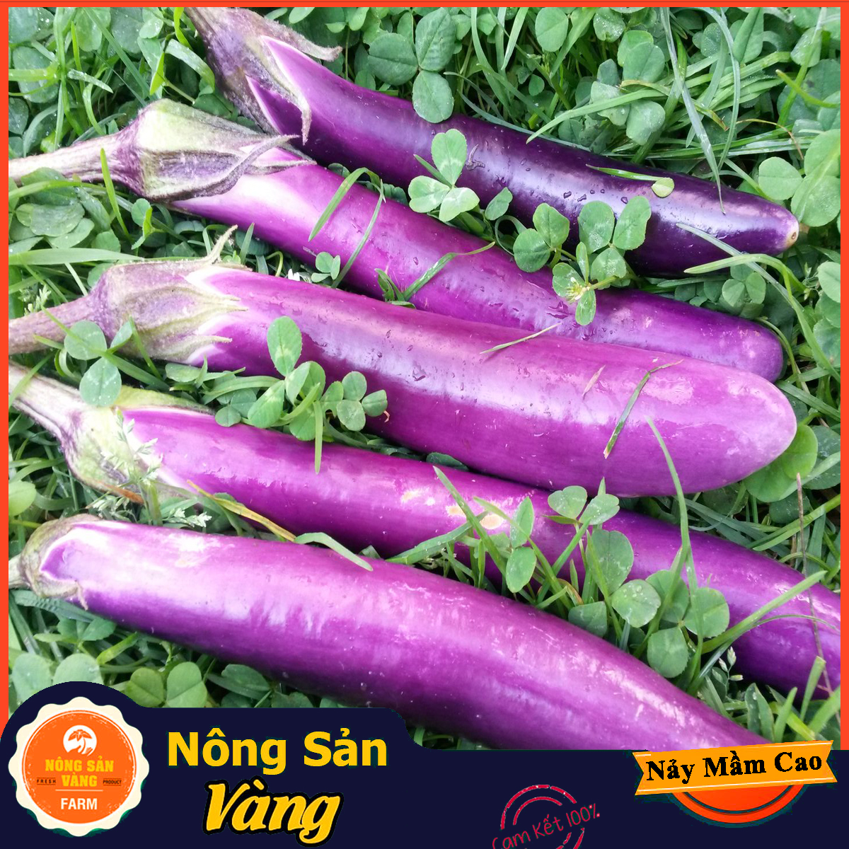 Hạt giống Cà Tim Quả Dài ( Gói 1 Gram ) - Nông Sản Vàng
