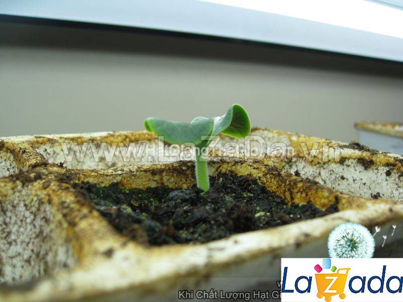 1Gr Hạt Giống Bí Siêu Nụ (A5.103| A5*W61*M022)