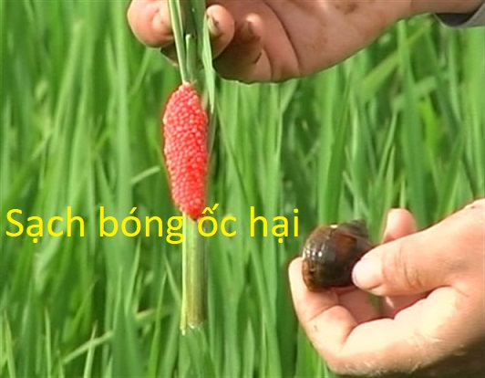 BẢ TRỪ ỐC MOI OC 6GR GÓI 100GR
