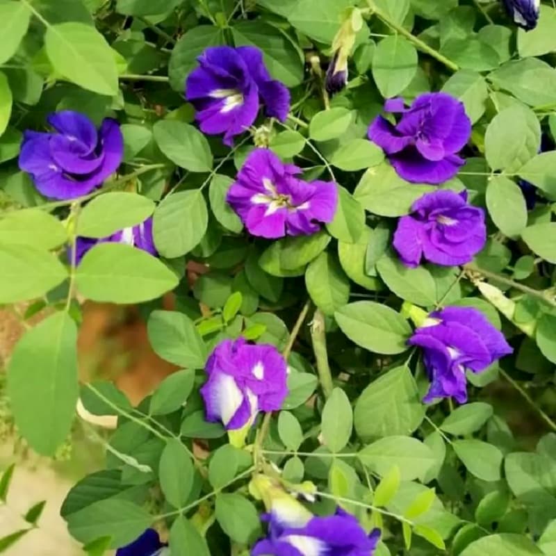 Hạt giống hoa Đậu biếc TN