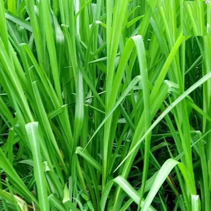Hạt giống cỏ chịu ngập ubon paspalum - gói 100 gram