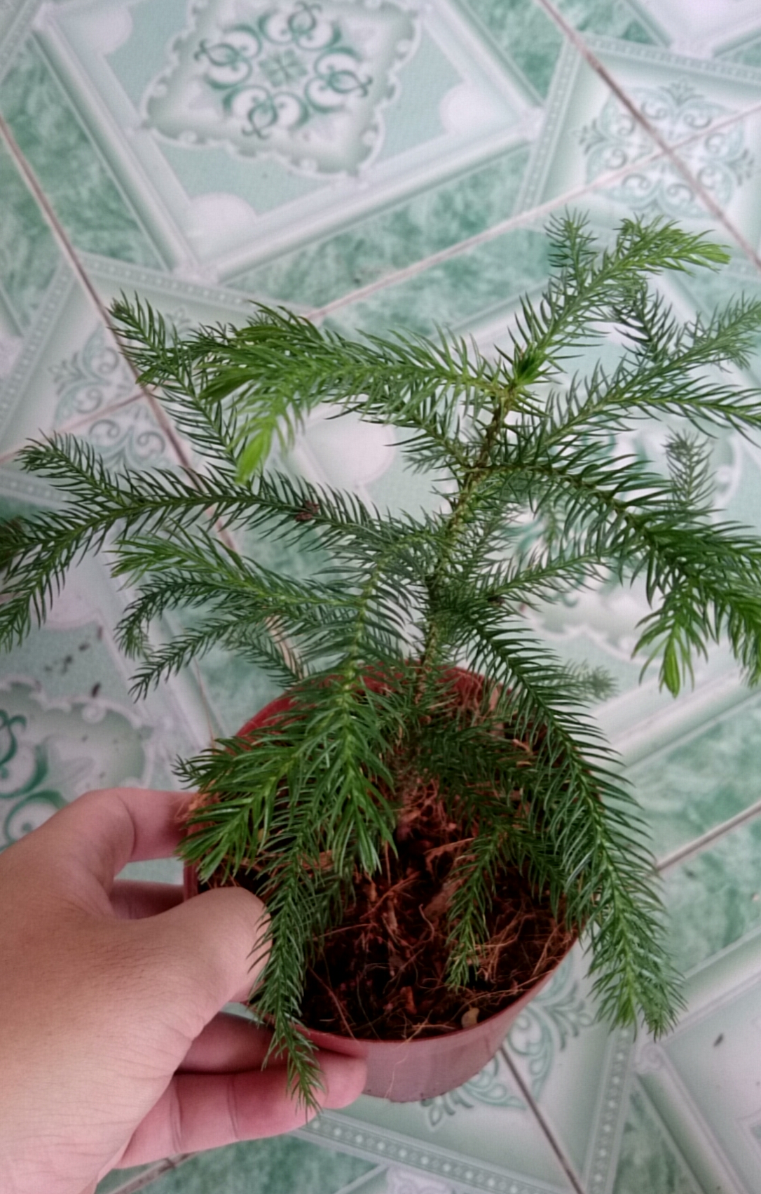 Cây Tùng Kim - Cây cảnh mini để bàn