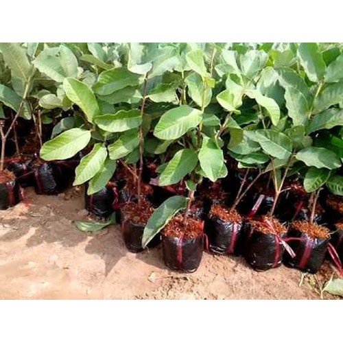 (Cây Ăn Qủa) ổi không hạt