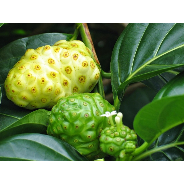 cây giống trái nhàu trắng