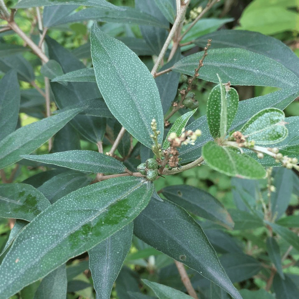 cây khổ sâm cho lá (Khổ sâm Bắc Bộ, Cây cù đèn)- cây giống