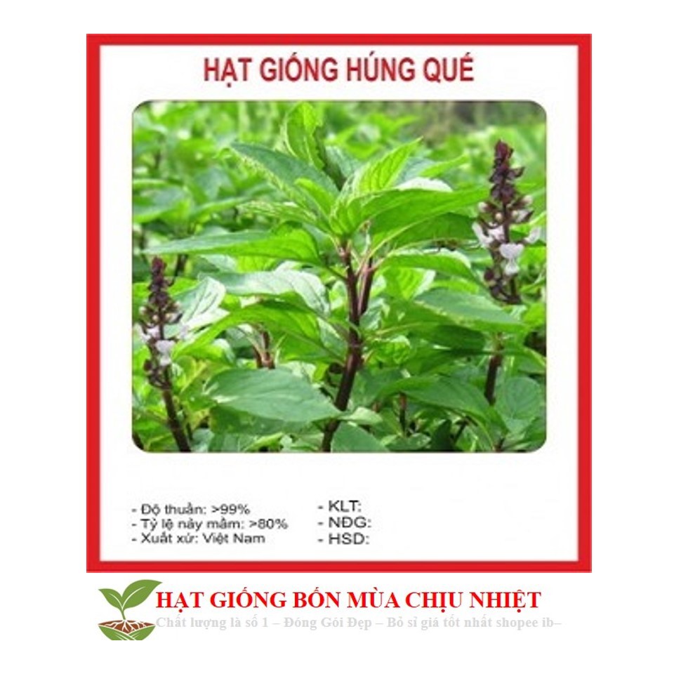 MJ82A GÓI 50 Hạt Giống Húng Quế (Ocimum basilicum