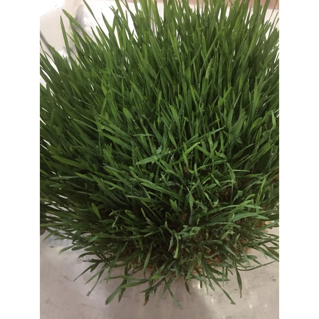 1kg Hạt giống cỏ lúa mì/lúa mạch