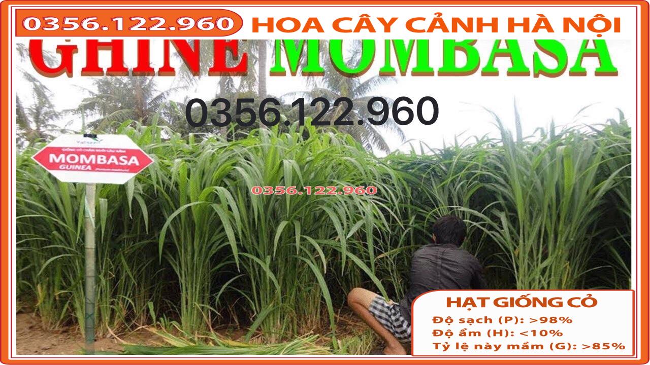 Hạt Giống Cỏ Sả Lá Lớn Mombasa Ghine gói 500g - cỏ chăn nuôi trâu, bò, dê, cá, thỏ... chất lượng