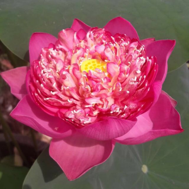 Hạt giống sen bạch diệp hoa màu đỏ ( gói 5 hạt )