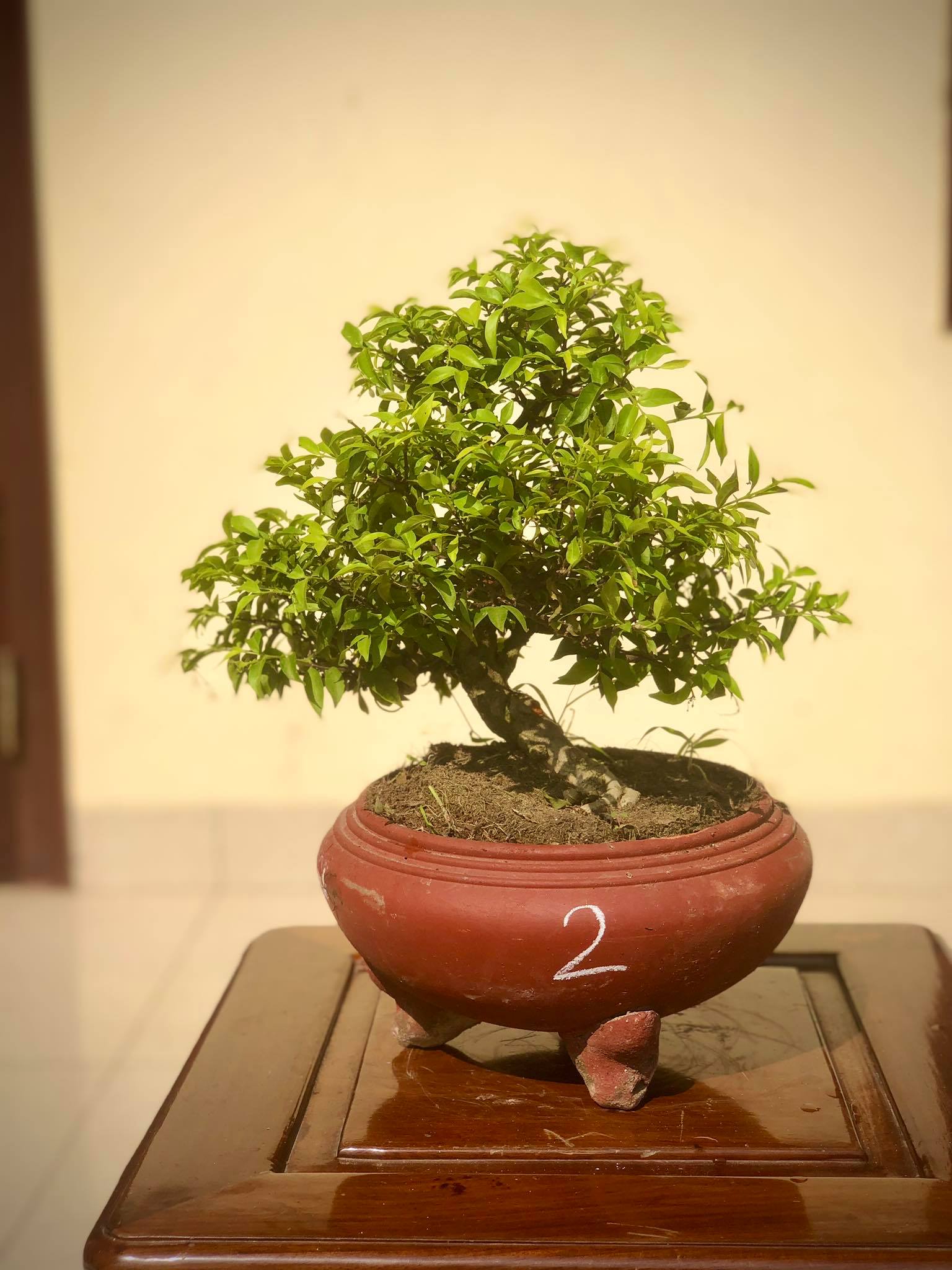 Cây mai chiếu thủy bonsai