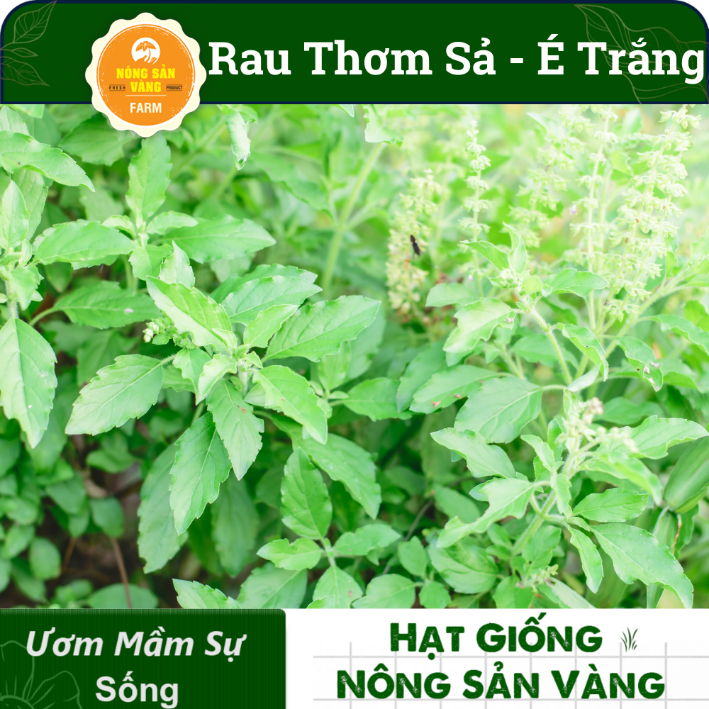 Hạt giống Rau Thơm Sả (É Trắng) Rau Thơm Đặc Biệt Của Miền Trung,  Trồng Quanh Năm (gói 5 gram)- Nông Sản Vàng