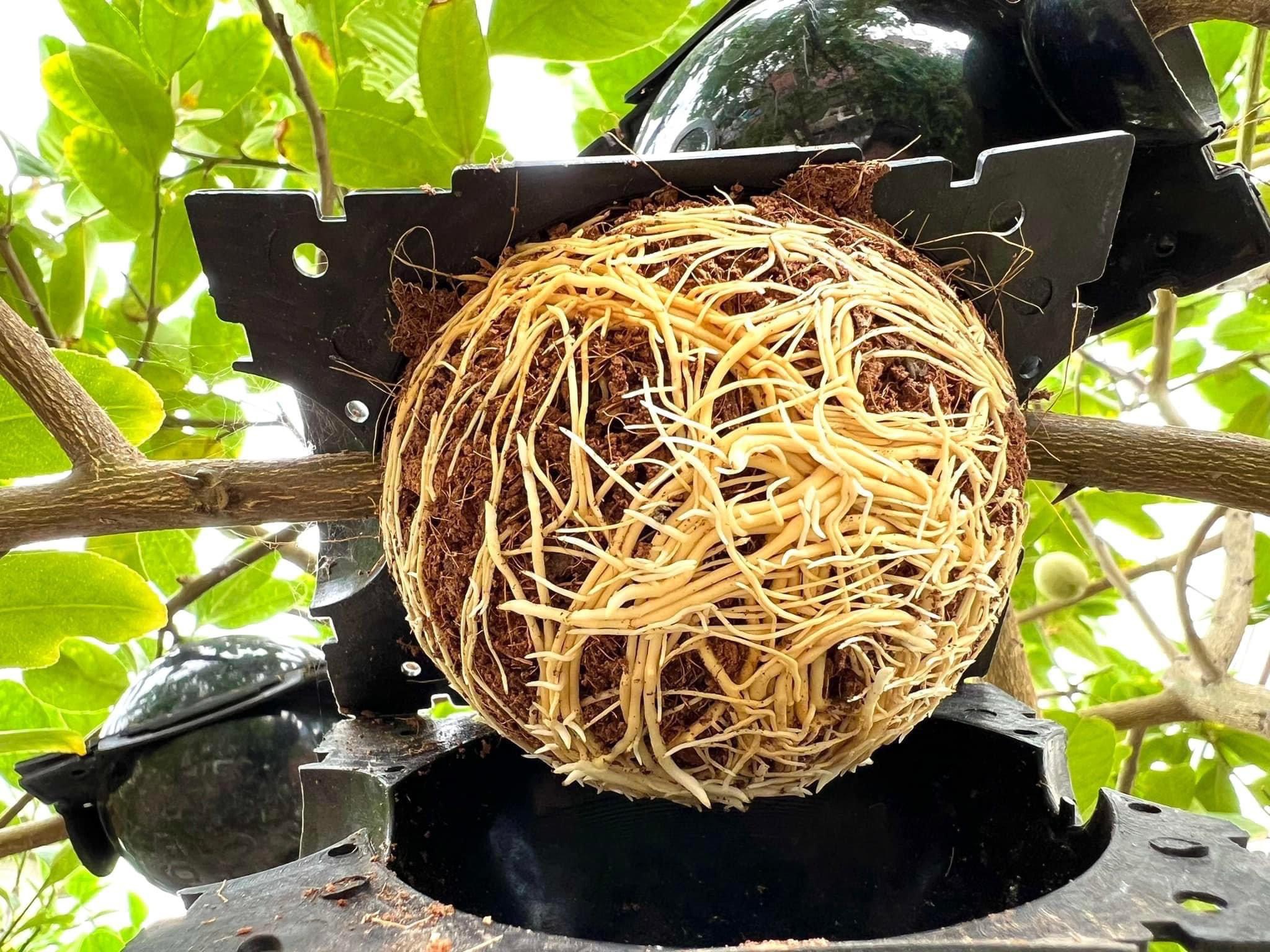 Gourd Gourd Plants Come in Many Sizes to Choose From.