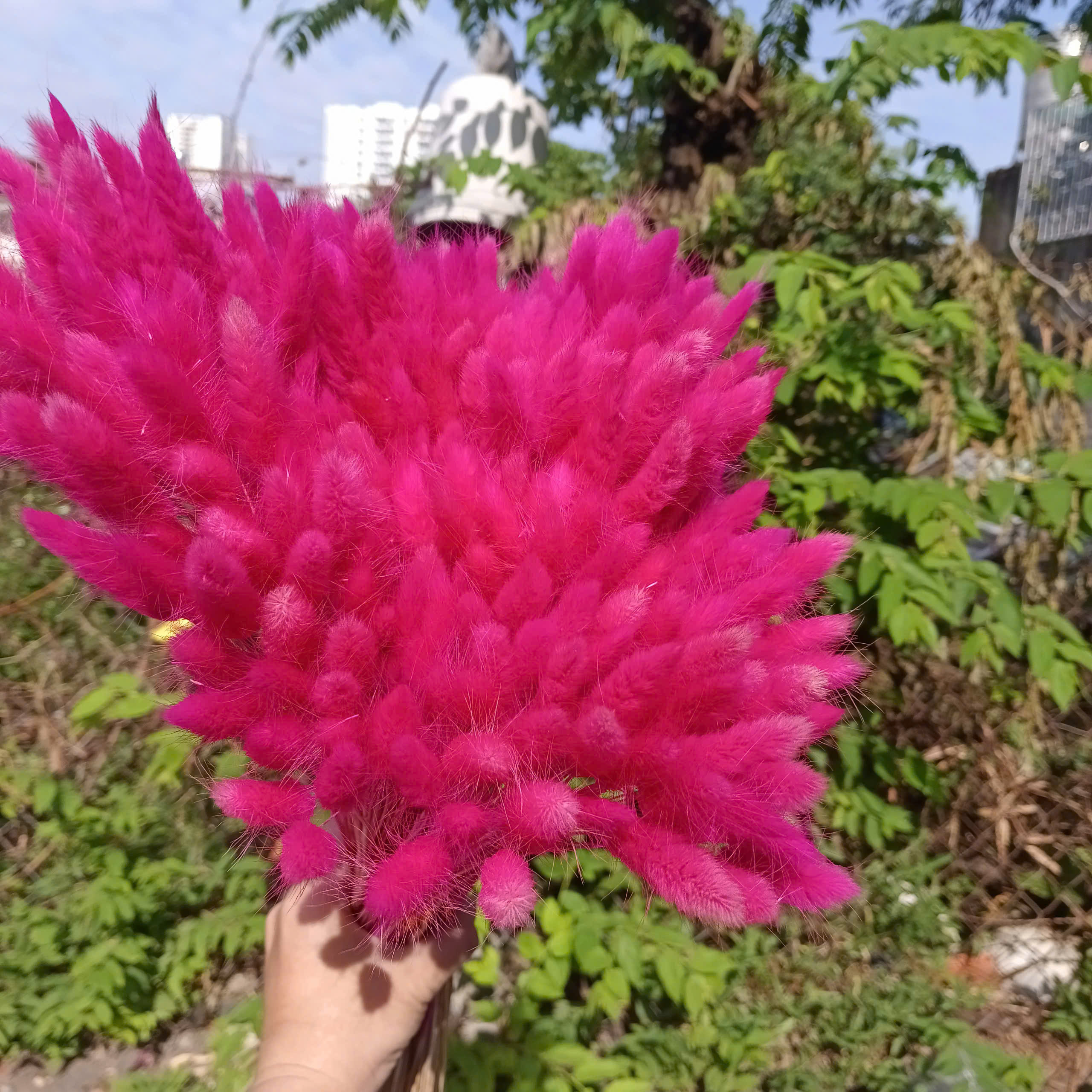 hoa khô trang trí - cỏ đuôi thỏ ( 10 bông )