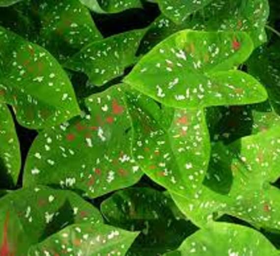 Cây lá môn Caladium Florida Clown - Môn xanh chấm trắng - Môn Hề Florida