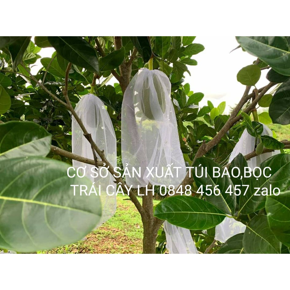 COMBO 50 CÁI TÚI BỌC MÍT LOẠI 50*70