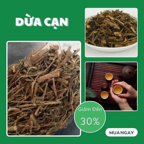 [Túi Lớn Loại 1KG] Cây dừa cạn sấy khô - hàng công ty chất lượng cao - chuyên dùng để pha trà hỗ trợ cải thiện sức khỏe người sử dụng