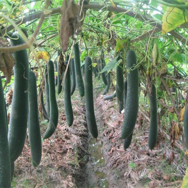 Hạt giống bí sặt cao sản (bí xanh)