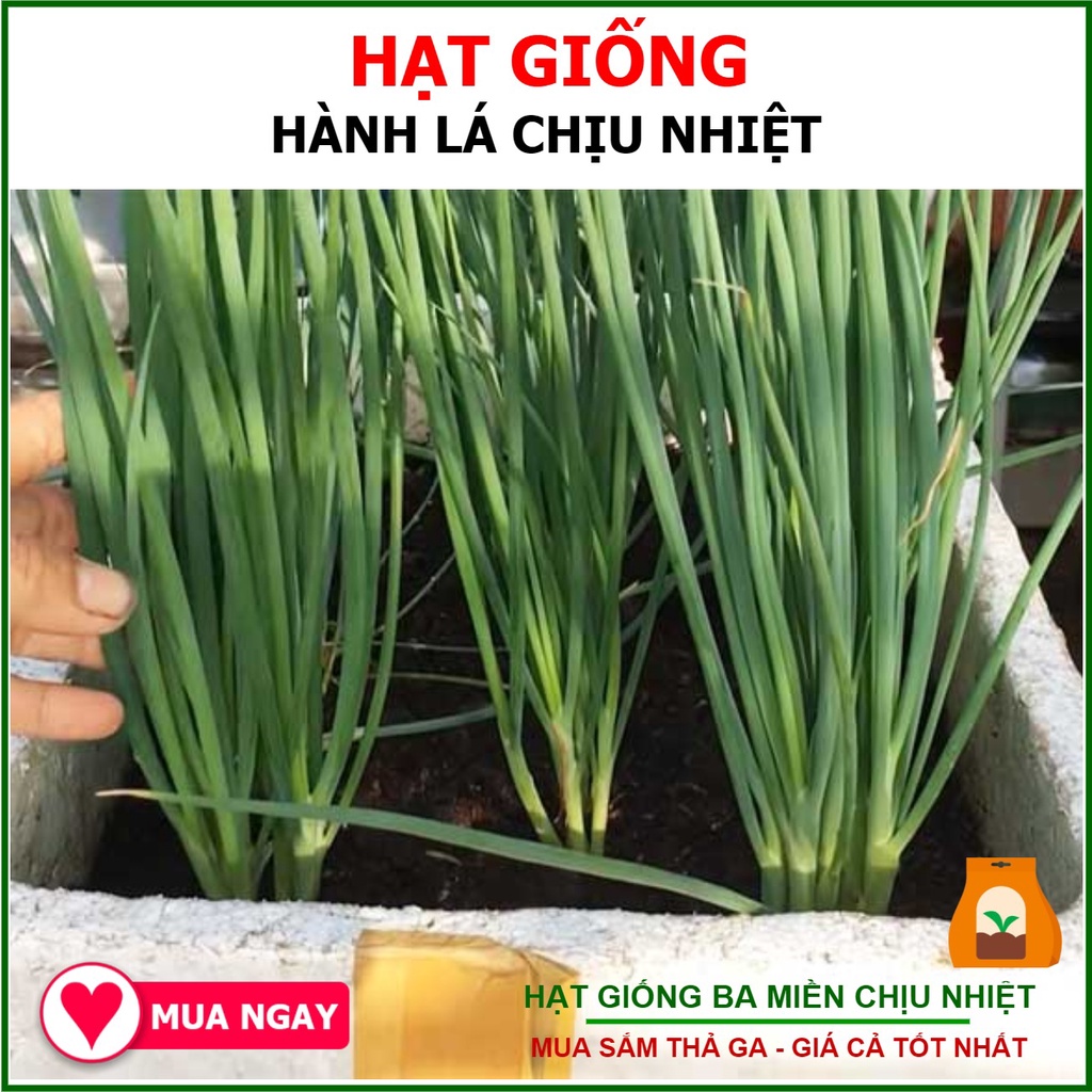 Hạt giống hành lá trang nông 2gram