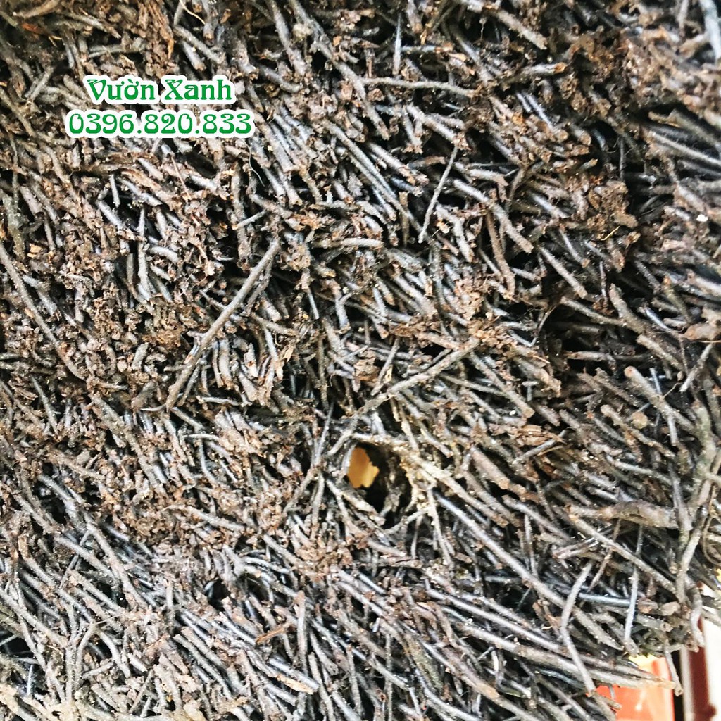 Dớn đĩa tròn ghép lan KT 20x5 cm