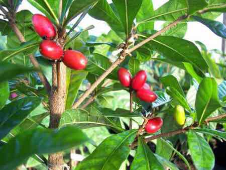 Cây giống Cây thần kỳ siêu trái