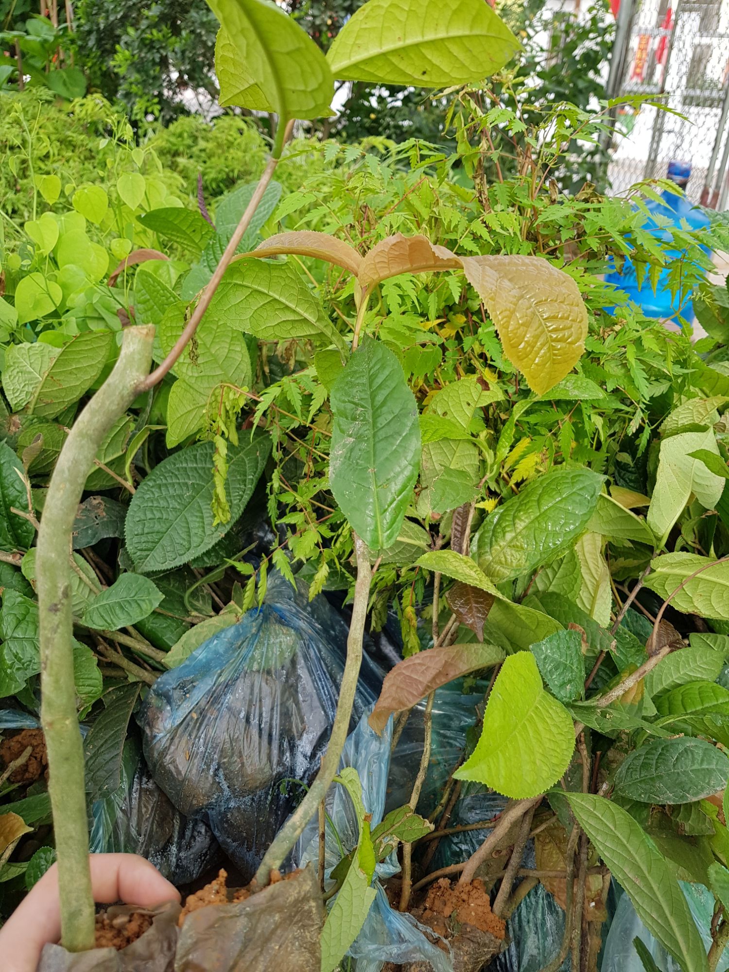 Trà hoa vàng cây lớn cao hơn 1m, cây hạt đẹp