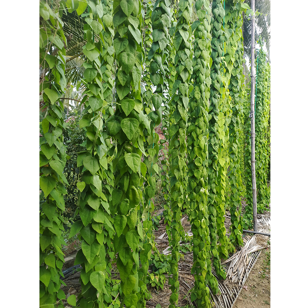 Feather ginseng forest plants