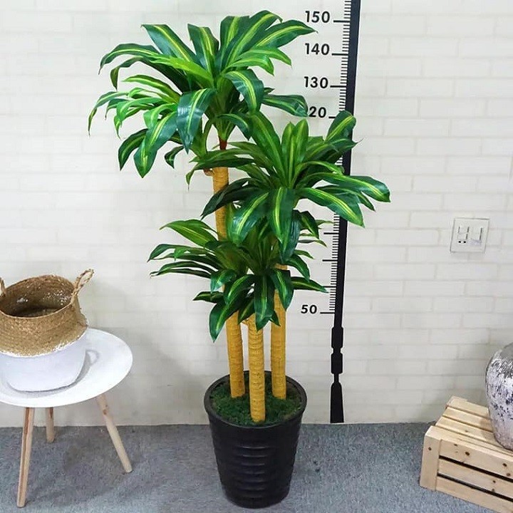 chậu thiết ghép (thiết mộc lan) cây phong thủy