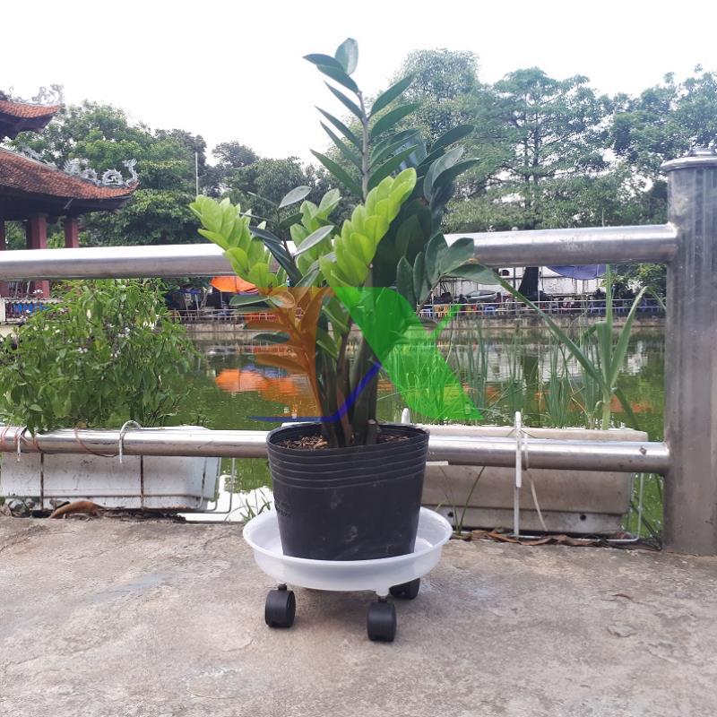 Shelf rack flower pot tdt-29 cm, potted plants, peach, blueberries, plum 4 cake transparent, insole Để potted plant 4 wheel