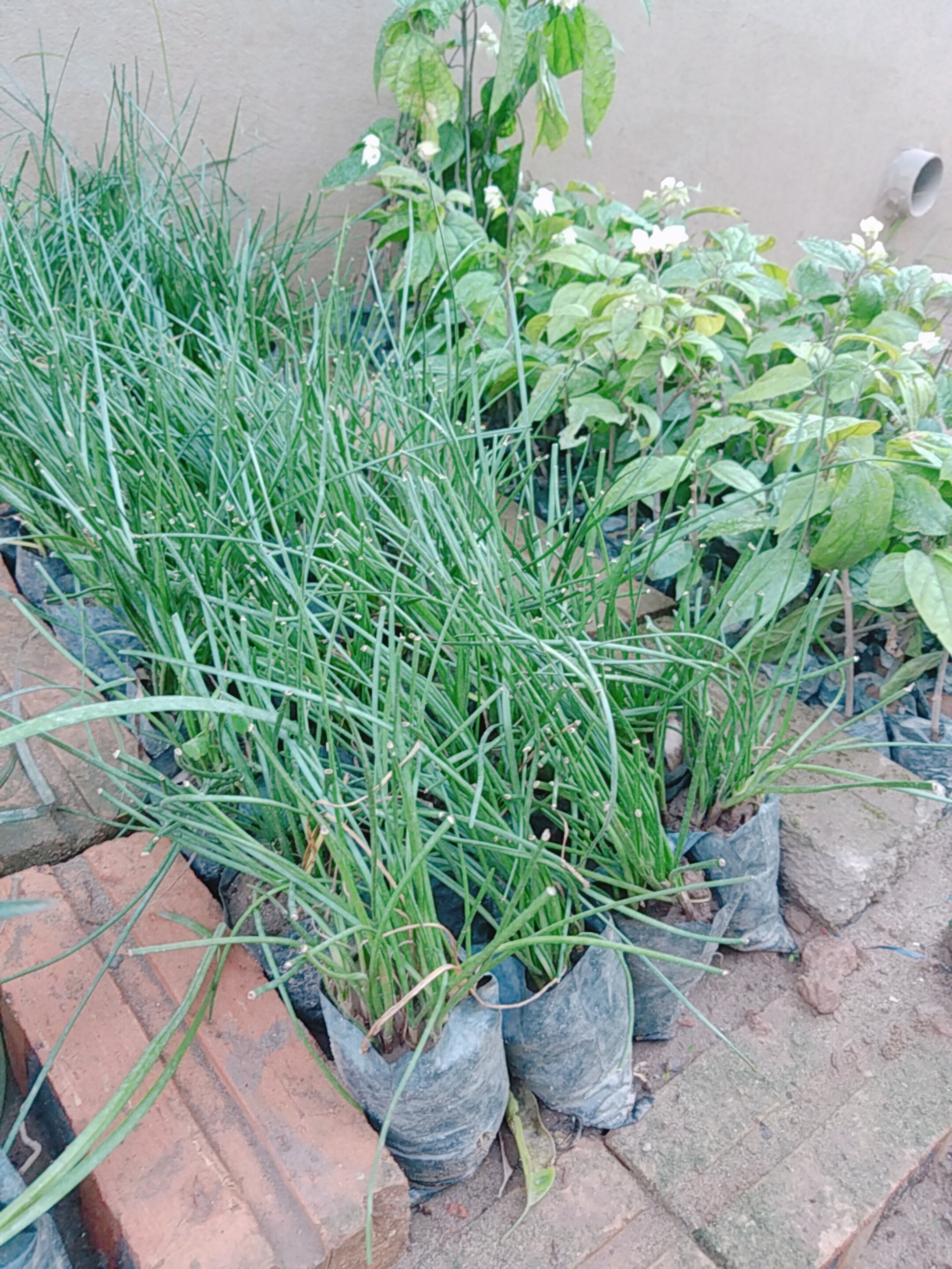 Com bo 2 bầu hoa Tóc Tiên 2 mầu trắng và hồng