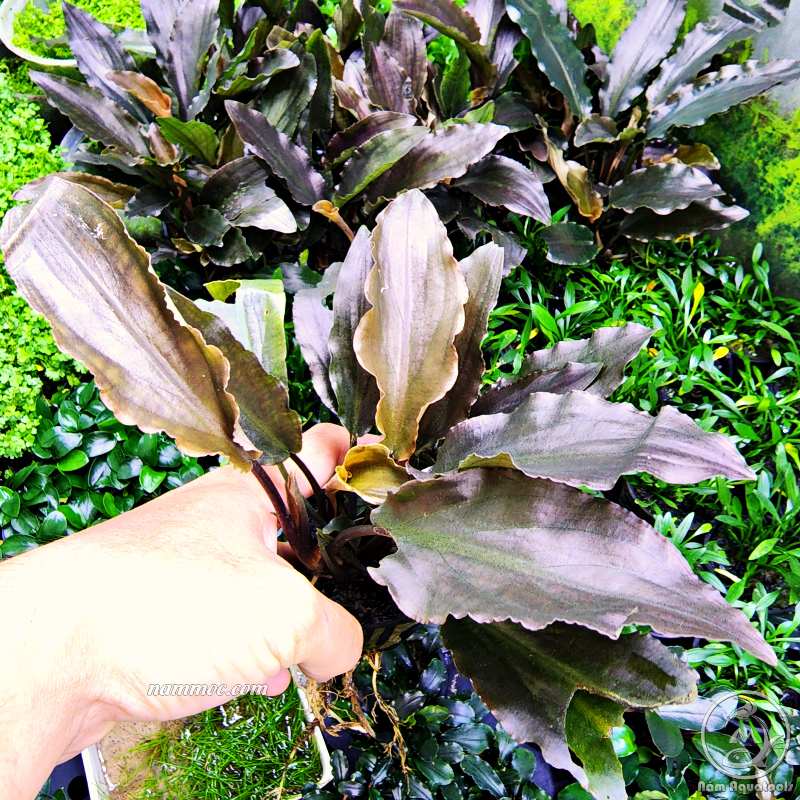 Cây Tiêu Thảo Đỏ (Lagenandra Meeboldii RED) | Cây Thuỷ Sinh Đẹp - Dễ Chăm Sóc
